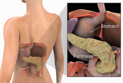 getty_rm_illustration_of_pancreas.jpg
